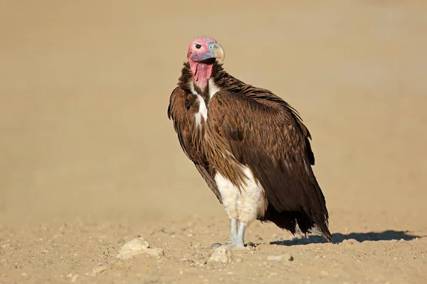 Avvoltoio Muscoloso Torgos Tracheliotus Seduto Terra Sud Africa — Foto Stock