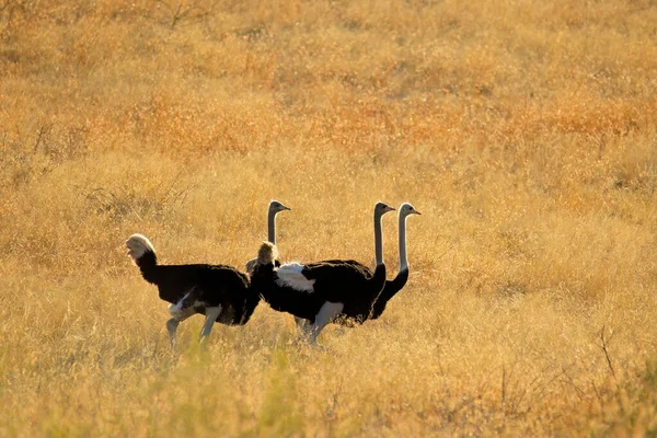 Silhouetten Van Struisvogels Struthio Camelus Wandelen Gouden Grasland Zuid Afrika — Stockfoto