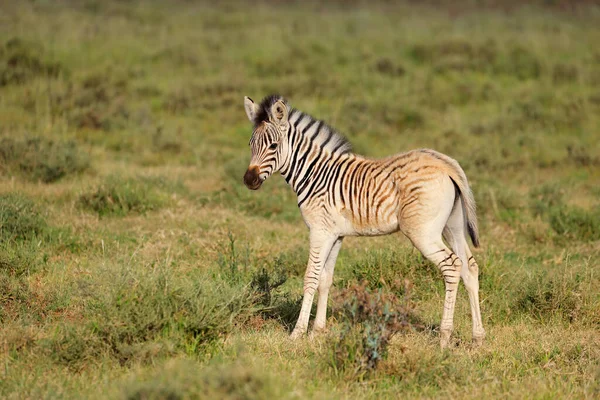 Uma Zebra Das Planícies Equus Burchelli Potro Habitat Natural Parque — Fotografia de Stock
