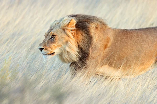 Portrait Big Male African Lion Panthera Leo Kalahari Desert South — Stock Photo, Image