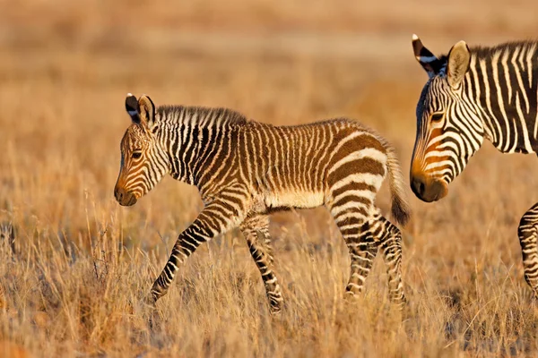 Ein Junges Gebirgszebrafohlen Equus Zebra Mountain Zebra National Park Südafrika — Stockfoto