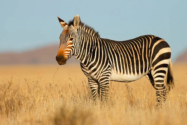 Cape Mountain Zebra Equus Zebra Natural Habitat Mountain Zebra National — Stock fotografie