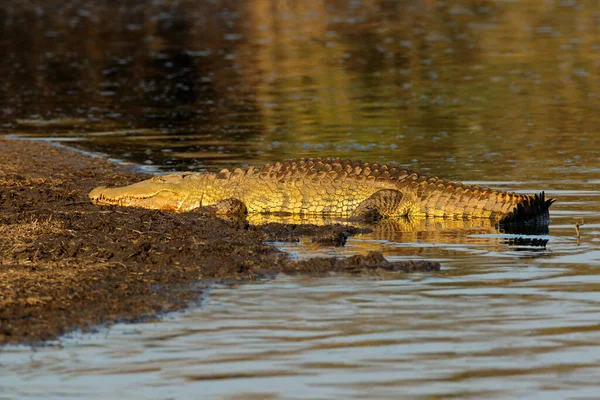 Grande Crocodilo Nilo Que Banha Habitat Natural Kruger National Park — Fotografia de Stock