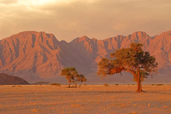 Namib Pustynny Krajobraz Zachodzie Słońca Surowymi Górami Ciernistymi Drzewami Namibia — Zdjęcie stockowe