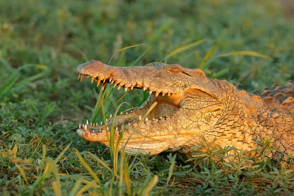 Retrato Grande Crocodilo Nilo Crocodylus Niloticus Com Mandíbulas Abertas Kruger — Fotografia de Stock