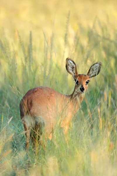 Θηλυκό Steenbok Antelope Raphicerus Campestris Στο Φυσικό Περιβάλλον Εθνικό Πάρκο — Φωτογραφία Αρχείου
