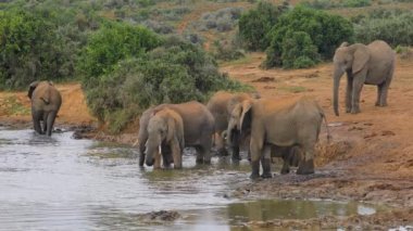 Afrika filleri (Loxodonta africana) içme suyu, Addo Fil Ulusal Parkı, Güney Afrika
