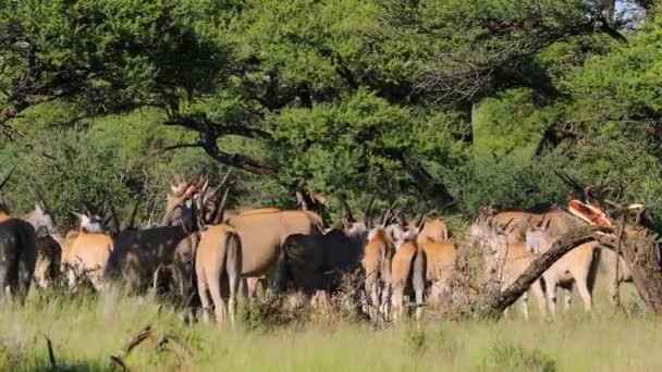 Una Manada Antílopes Terrestres Tragelaphus Oryx Hábitat Natural Parque Nacional — Vídeos de Stock