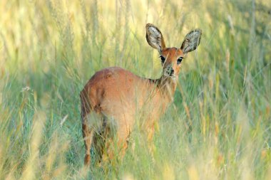 Doğal yaşam alanında dişi steenbok antilobu (Raphicerus campestris), Mokala Ulusal Parkı, Güney Afrika