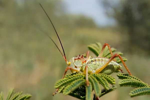 Een Afrikaanse Maïs Cricket Acanthoplus Armiventris Zittend Een Plant Zuid — Stockfoto