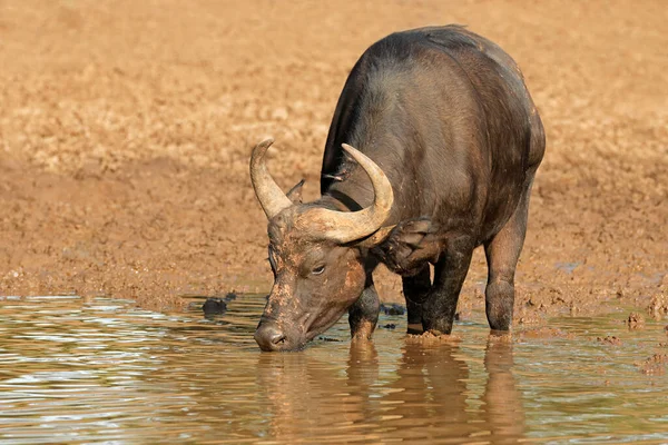 Bir Afrika Bufalosu Syncerus Caffer Içme Suyu Mokala Ulusal Parkı — Stok fotoğraf
