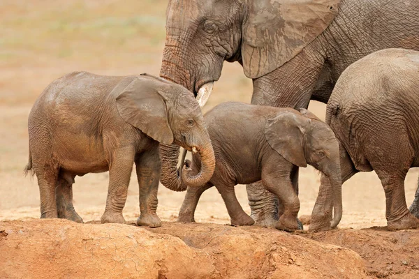 Junge Afrikanische Elefanten Loxodonta Africana Mit Schlamm Bedeckt Addo Elephant — Stockfoto