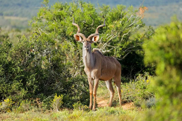 Αρσενική Αντιλόπη Kudu Tragelaphus Strepsiceros Φυσικό Περιβάλλον Εθνικό Πάρκο Addo — Φωτογραφία Αρχείου