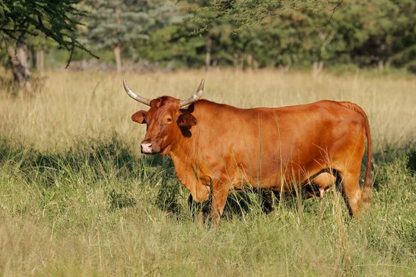 南非农村农场原生草原上的一头自由放养奶牛 — 图库照片