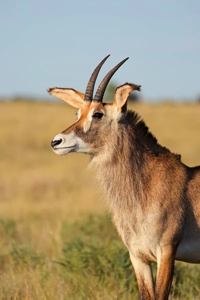 Retrato Raro Antílope Romano Hippotragus Equinus Parque Nacional Mokala Sudáfrica —  Fotos de Stock