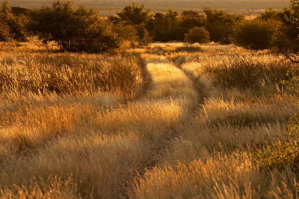 Estrada Rural Através Gramíneas Douradas Brilhando Luz Quente Pôr Sol — Fotografia de Stock