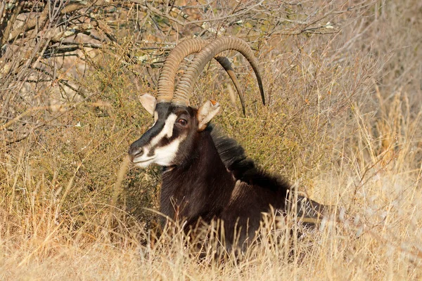 Male Sable Antelope Hippotragus Niger Resting Natural Habitat South Africa — Stock Photo, Image