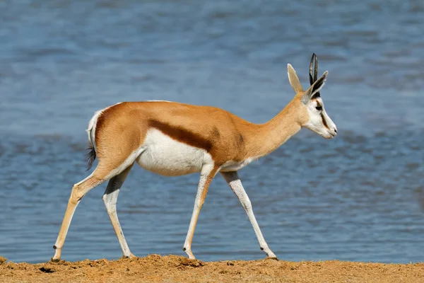 Une Antilope Springbok Antidorcas Marsupialis Dans Trou Eau Parc National — Photo