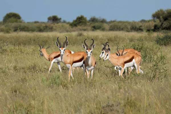 Springbok Antilopy Antidorcas Marsupialis Přírodním Stanovišti Jihoafrická Republika — Stock fotografie
