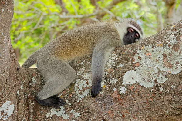 Una Scimmia Veterano Cercopithecus Aethiops Che Riposa Albero Kruger National — Foto Stock