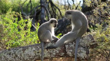 Bir çift vervet maymunu (Cercopithecus aethiops) Güney Afrika 'da bir ağaçta tımarlanıyor.