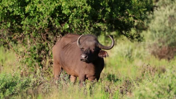 African Buffalo Syncerus Caffer Naturalnym Środowisku Mokala National Park Afryka — Wideo stockowe