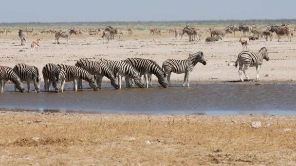 Herds Plains Zebras Springbok Antelopes Dusty Waterhole Etosha National Park — Stock Video