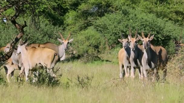 Eland Antilopa Tragelaphus Oryx Stádo Přírodním Stanovišti Mokala National Park — Stock video