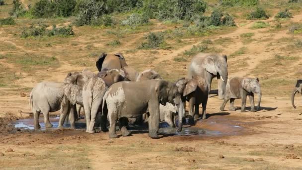 African Elephant Herd Loxodonta Africana Waterhole Addo Elephant National Park — Wideo stockowe
