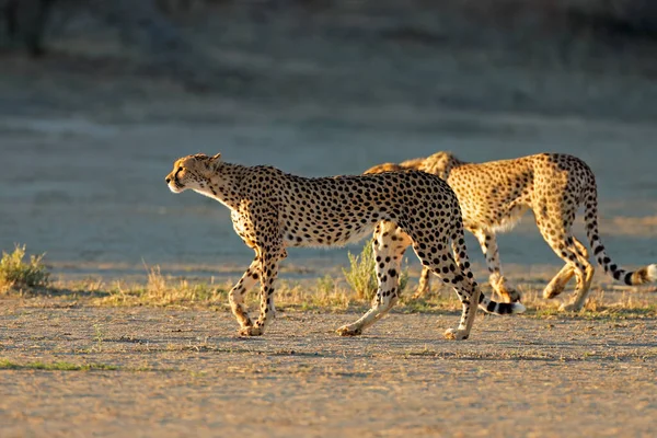 Dwa Gepardy Acinonyx Jubatus Prześladujące Siedliska Przyrodnicze Pustynia Kalahari Republika — Zdjęcie stockowe