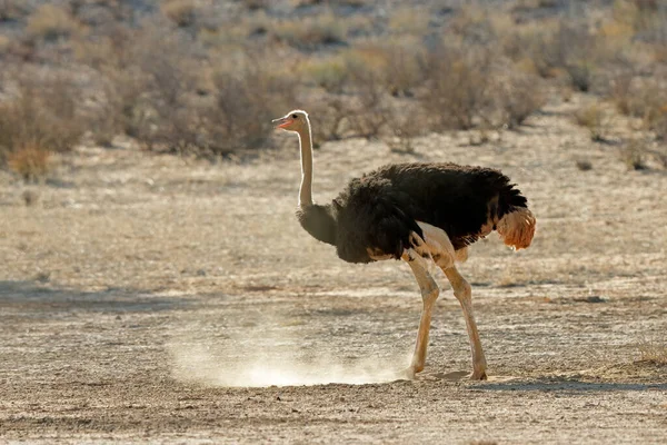 Vrouwelijke Struisvogel Struthio Camelus Natuurlijke Habitat Kalahari Woestijn Zuid Afrika — Stockfoto