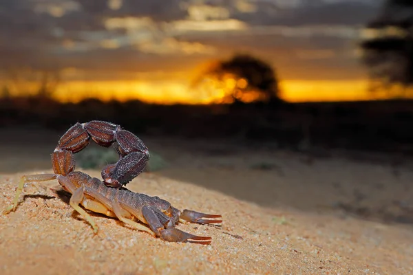 Escorpião Cauda Grossa Granulado Parabuthus Granulatus Pôr Sol Deserto Kalahari — Fotografia de Stock