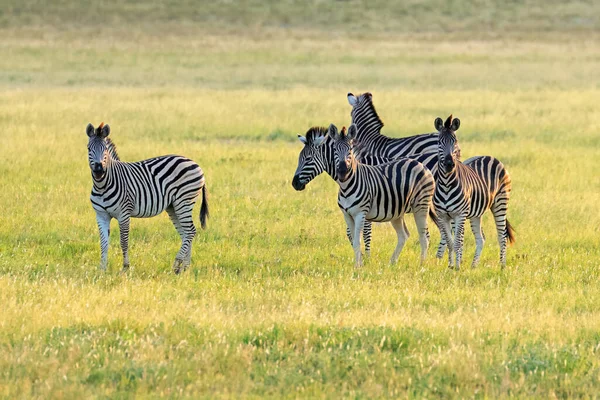 Plains Zebras Equus Burchelli Grassland Sunset Dél Afrika — Stock Fotó