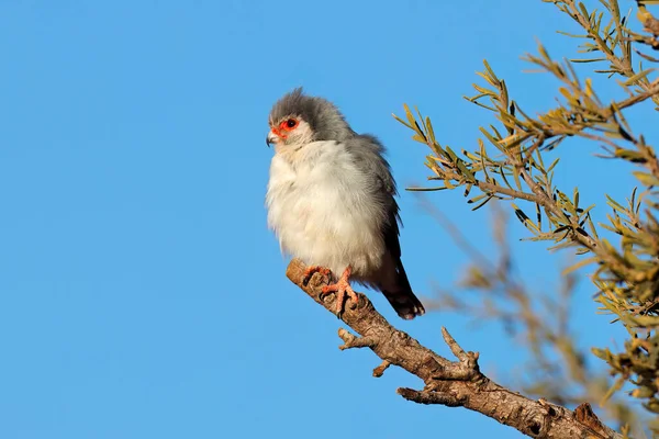 在南非的一个树枝上 栖息着一只侏儒猎鹰 — 图库照片