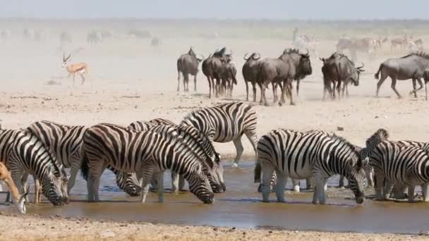 Herd Plains Zebras Blue Wildebeest Springbok Antelopes Dusty Waterhole Etosha — Vídeo de stock