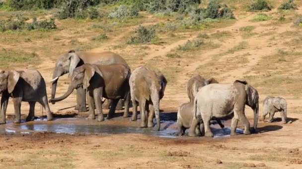 非洲象群 Loxodonta Africana 生活在南非Addo Elephant国家公园的一个水坑中 — 图库视频影像