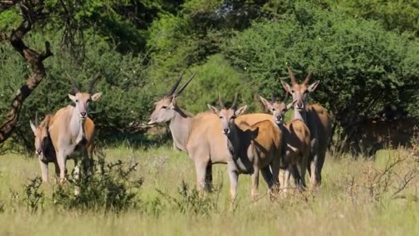 Stado Antylopy Tragelaphus Oryx Siedlisku Przyrodniczym Park Narodowy Mokala Republika — Wideo stockowe