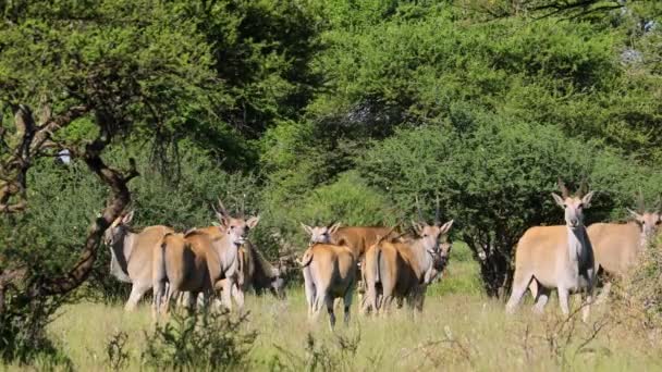 Egy Szárazföldi Antilop Tragelaphus Oryx Csorda Természetes Élőhelyen Mokala Nemzeti — Stock videók