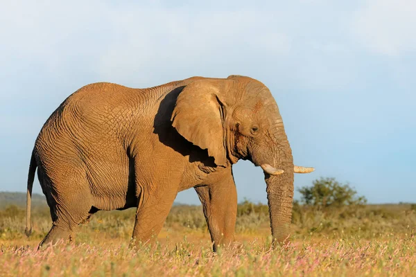 Toro Elefante Africano Grande Loxodonta Africana Parque Nacional Etosha Namibia — Foto de Stock