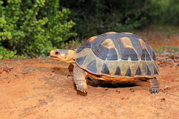 Liten Kantig Sköldpadda Chersina Angulata Naturlig Livsmiljö Sydafrika — Stockfoto
