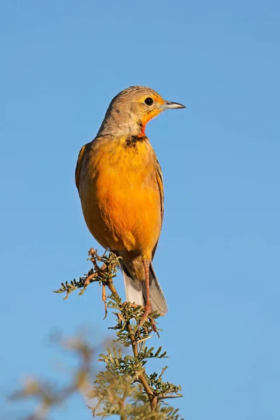 Cape Longclaw Macronyx Capensis Perched Branch Blue Sky South Africa — Stock Photo, Image