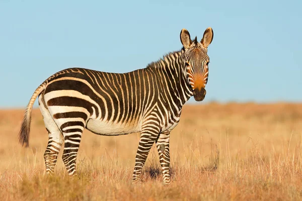 Cape Mountain Zebra Equus Zebra Habitat Natural Parque Nacional Mountain — Fotografia de Stock