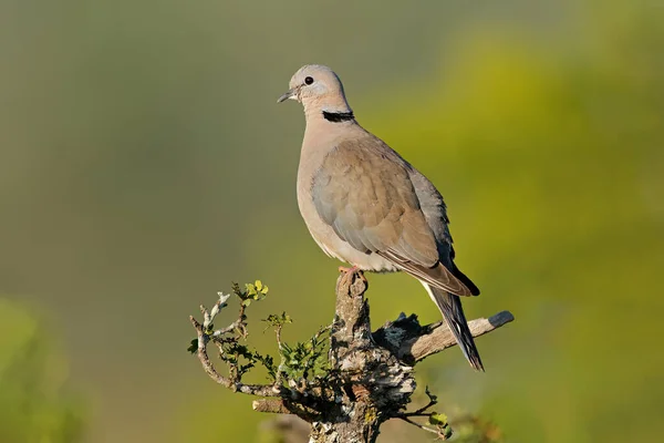 Cape Turtle Doves Streptopelia Capicola Perched Branch South Africa — Stock Photo, Image