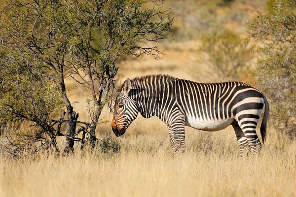 Cape Mountain Zebra Equus Zebra Naturliga Livsmiljöer Mountain Zebra National — Stockfoto