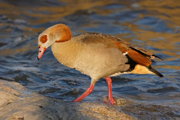 Egyptian Goose Alopochen Aegyptiacus Shallow Water South Africa — Stock Photo, Image