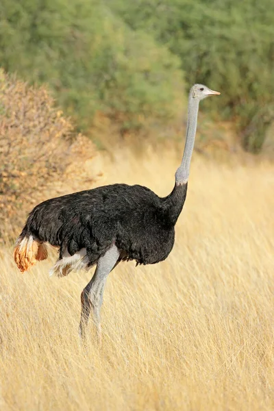 南非卡拉哈里沙漠干旱草原上的雄性鸵鸟 Struthio Camelus — 图库照片