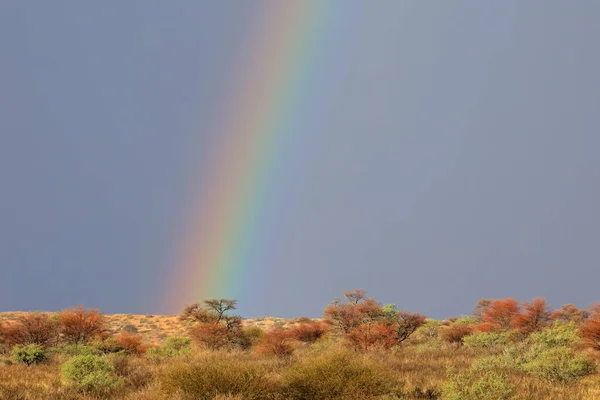 Wüstenlandschaft Mit Farbenfrohem Regenbogen Stürmischen Himmel Kalahari Wüste Südafrika — Stockfoto