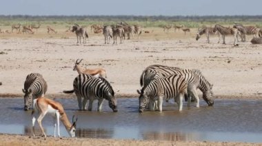 Ovalar dolusu zebra ve antilop tozlu bir su birikintisinde, Etosha Ulusal Parkı, Namibya