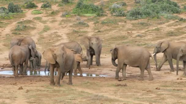 African Elephant Herd Loxodonta Africana Waterhole Addo Elephant National Park — Stock video