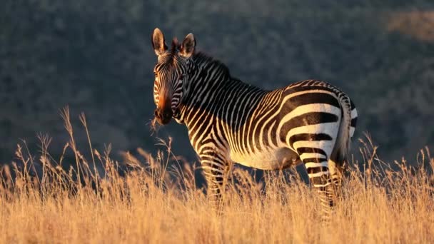 Капская Горная Зебра Equus Zebra Восходе Солнца Национальный Парк Маунтин — стоковое видео